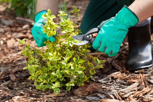 Professional hedge trimming for a Southfields residential garden boundary